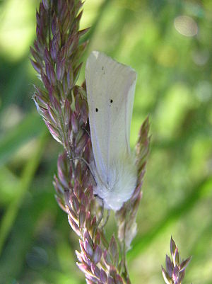 Spilosoma urticae