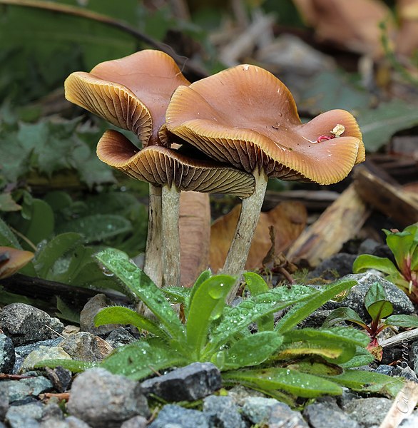 File:2013-10-22 Psilocybe cyanescens Wakef 378608.jpg