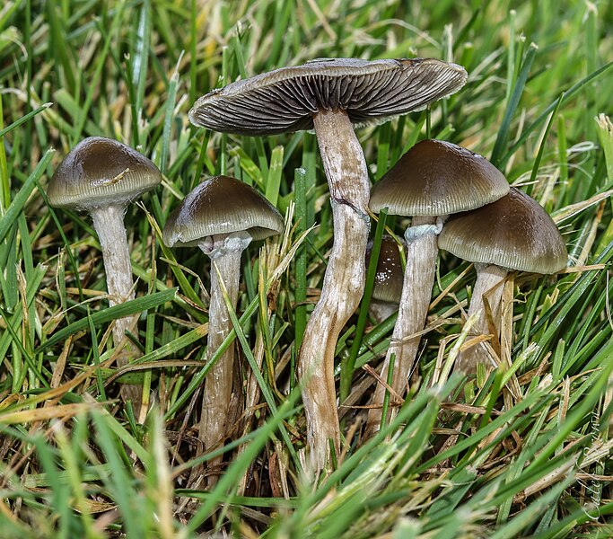 File:Psilocybe stuntzii Guzmán & J. Ott 375659.jpg