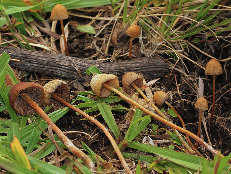 File:2012-07-18 Psilocybe mexicana R. Heim 239432 crop.jpg