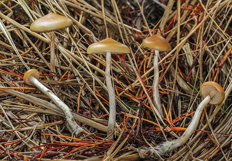 File:Psilocybe azurescens Stamets & Gartz 1118060 crop.jpg